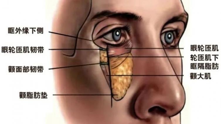医美优质文章推荐: 面部各韧带的解剖位置
